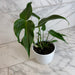 The Plant Farm® Houseplants Monstera Burle Marx Flame, 6” Plant