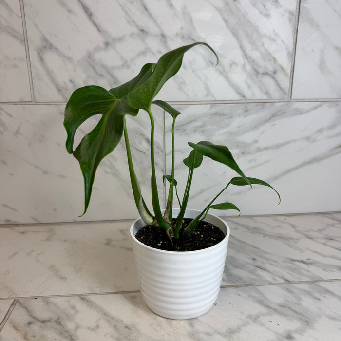 The Plant Farm® Houseplants Monstera Burle Marx Flame, 6” Plant