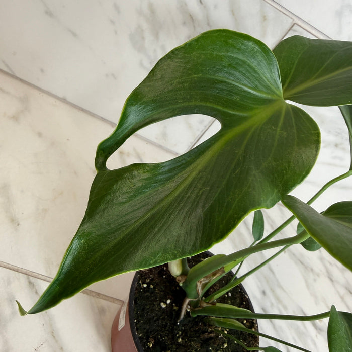 The Plant Farm® Houseplants Monstera Burle Marx Flame, 6” Plant