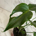 The Plant Farm® Houseplants Monstera Burle Marx Flame, 6” Plant