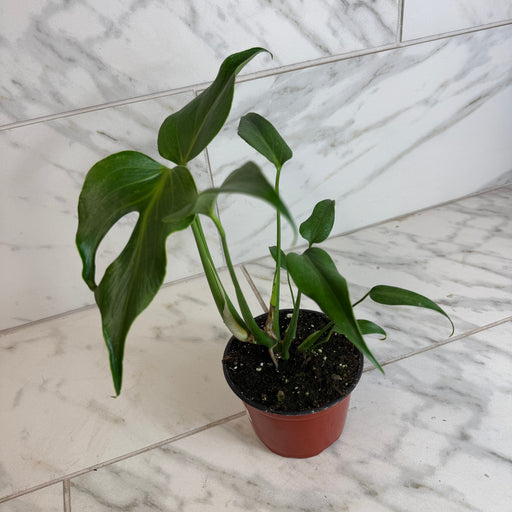 The Plant Farm® Houseplants Monstera Burle Marx Flame, 6” Plant