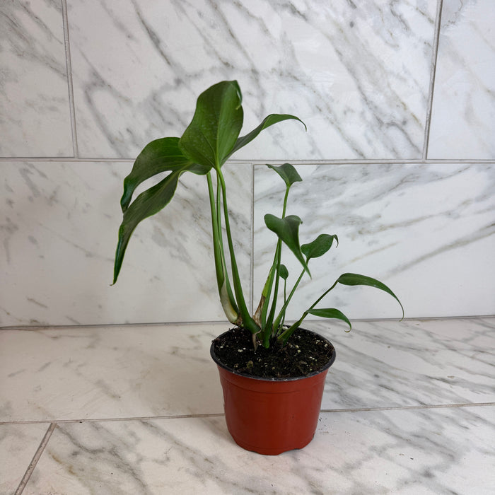 The Plant Farm® Houseplants Monstera Burle Marx Flame, 6” Plant