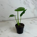 The Plant Farm® Houseplants Monstera Deliciosa Split Leaf, 2" Plant