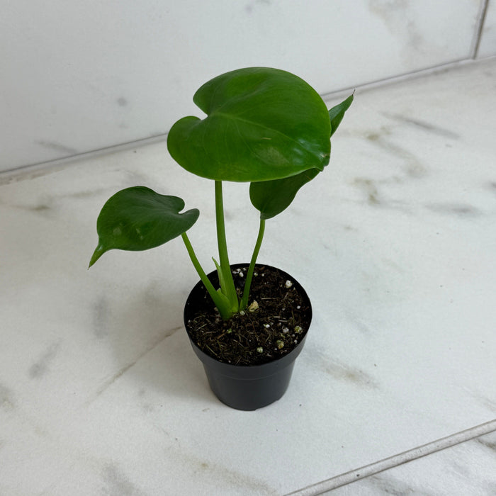 The Plant Farm® Houseplants Monstera Deliciosa Split Leaf, 2" Plant