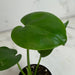 The Plant Farm® Houseplants Monstera Deliciosa Split Leaf, 2" Plant
