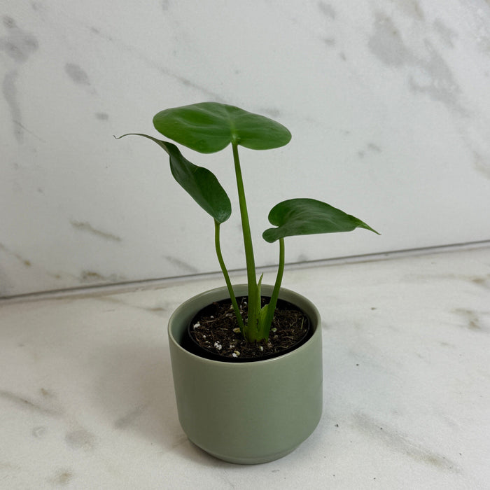 The Plant Farm® Houseplants Monstera Deliciosa Split Leaf, 2" Plant