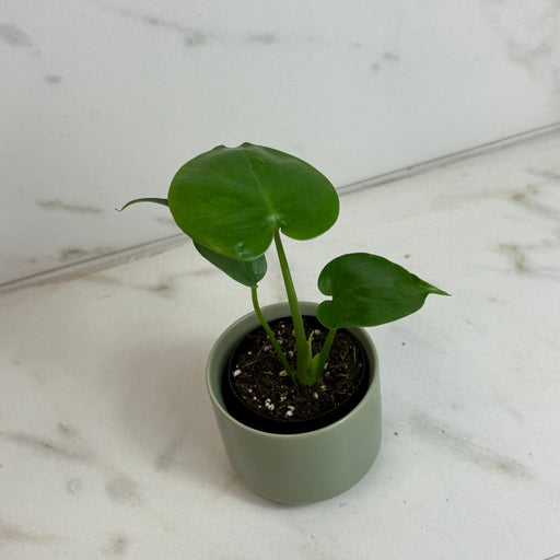 The Plant Farm® Houseplants Monstera Deliciosa Split Leaf, 2" Plant