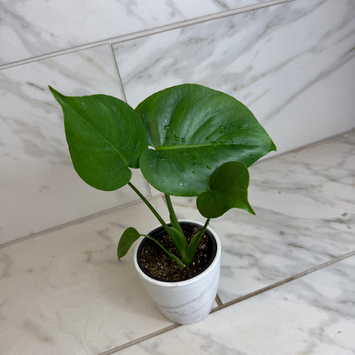 The Plant Farm® Houseplants Monstera Deliciosa Split Leaf, 4" Plant