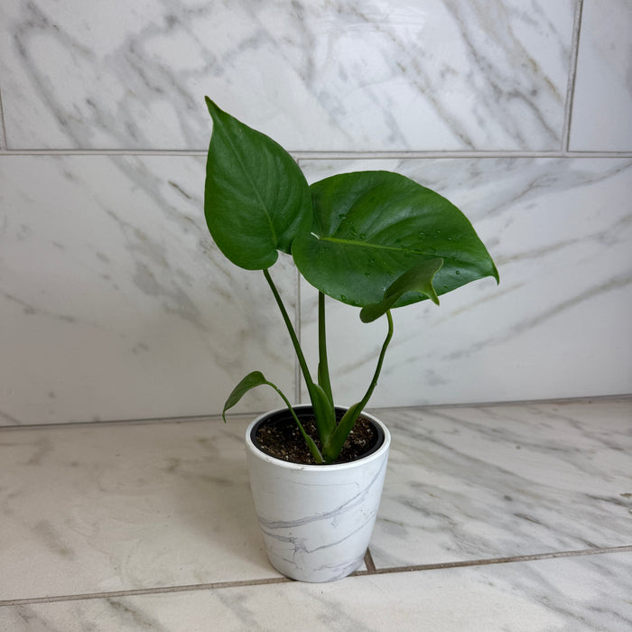 The Plant Farm® Houseplants Monstera Deliciosa Split Leaf, 4" Plant