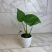 The Plant Farm® Houseplants Monstera Deliciosa Split Leaf, 4" Plant