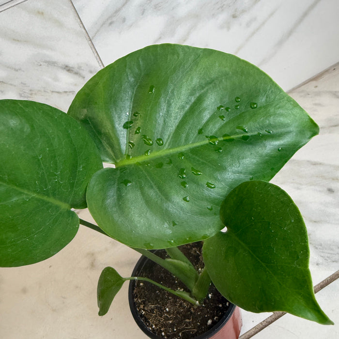 The Plant Farm® Houseplants Monstera Deliciosa Split Leaf, 4" Plant
