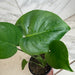 The Plant Farm® Houseplants Monstera Deliciosa Split Leaf, 4" Plant