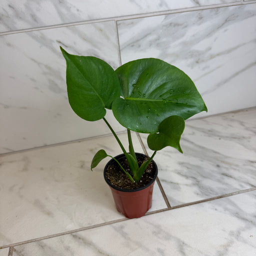 The Plant Farm® Houseplants Monstera Deliciosa Split Leaf, 4" Plant