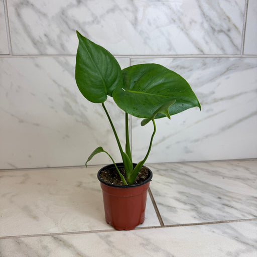 The Plant Farm® Houseplants Monstera Deliciosa Split Leaf, 4" Plant