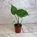 The Plant Farm® Houseplants Monstera Deliciosa Split Leaf, 4" Plant