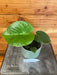 The Plant Farm® Houseplants Monstera Deliciosa Split Leaf, 4" Plant