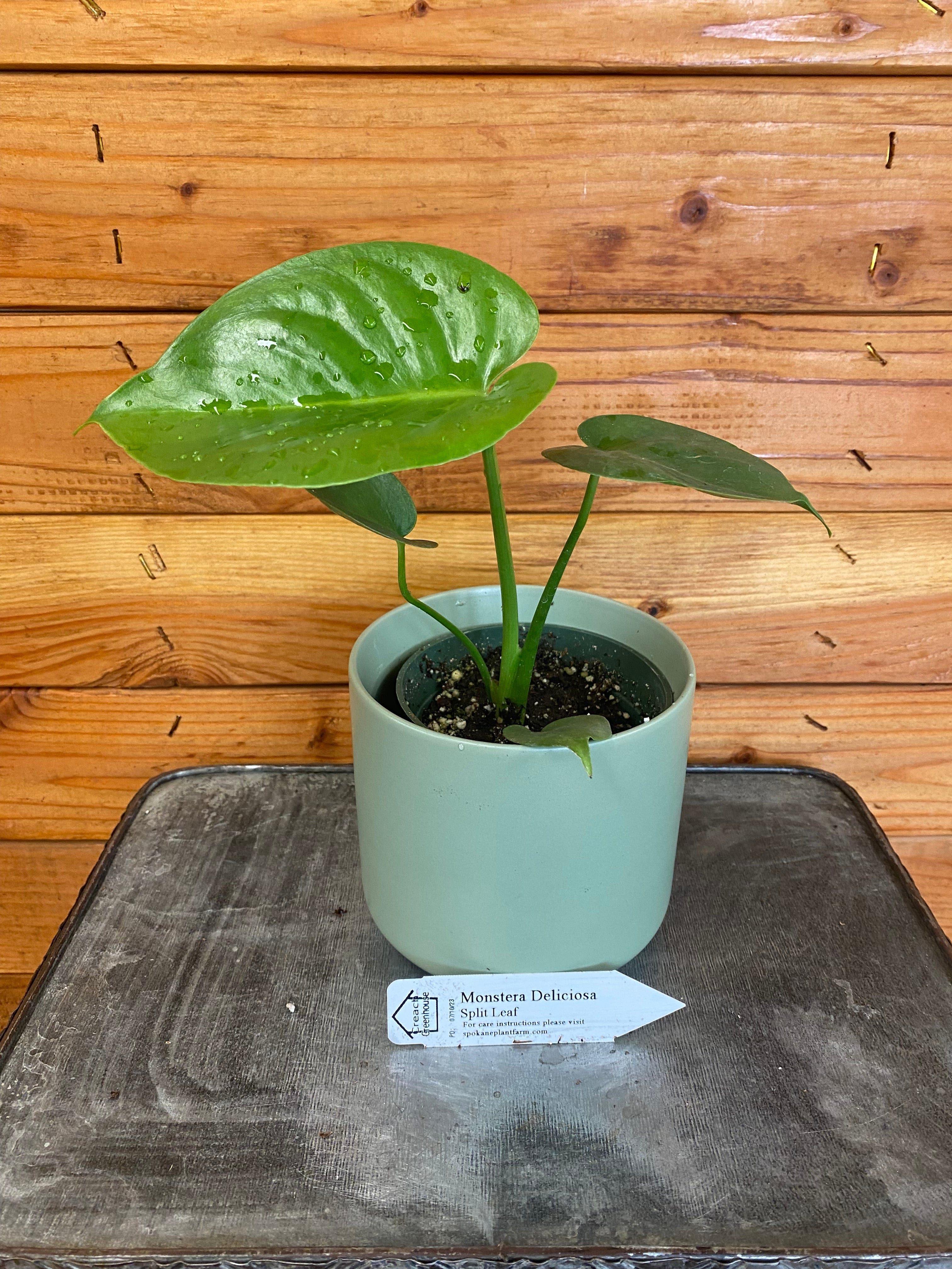 https://spokaneplantfarm.com/cdn/shop/files/the-plant-farm-houseplants-monstera-deliciosa-split-leaf-4-plant-42262228861236.jpg?v=1692979478