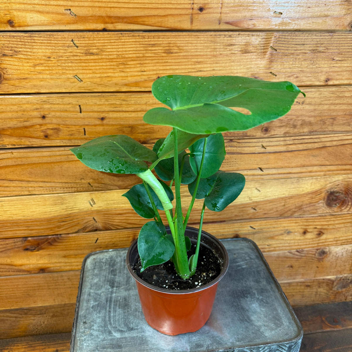 monstera deliciosa splitting Monstera Deliciosa Split Leaf, 6" Plant