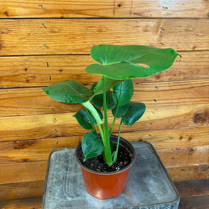monstera deliciosa houseplant Monstera Deliciosa Split Leaf, 6" Plant