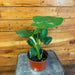 The Plant Farm® Houseplants Monstera Deliciosa Split Leaf, 6" Plant