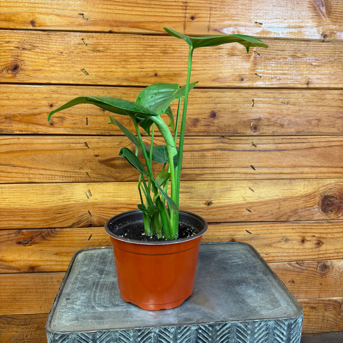 The Plant Farm® Houseplants Monstera Deliciosa Split Leaf, 6" Plant