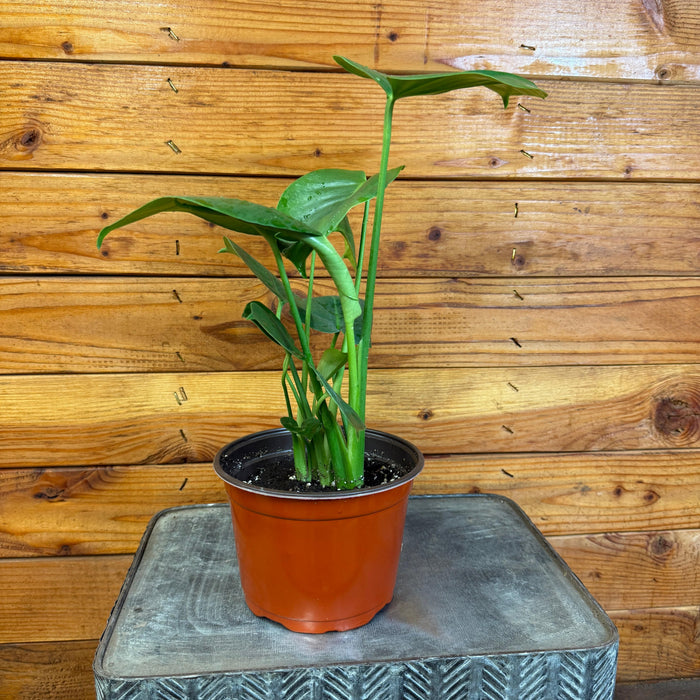 the plant farm monstera deliciosa split leaf 6 inch plant Monstera Deliciosa Split Leaf, 6" Plant, The Plant Farm