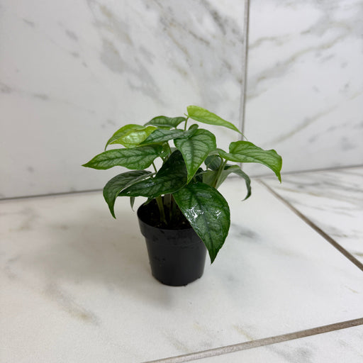 The Plant Farm® Houseplants Monstera Siltepecana, 2" Plant