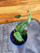 The Plant Farm® Houseplants Monstera Siltepecana, 2" Plant