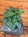 The Plant Farm® Houseplants Monstera Siltepecana, 6" Plant