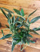 The Plant Farm® Houseplants Monstera Standleyana Albo Variegata on Hoop - Pick Your Plant, 6" Plant