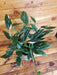 The Plant Farm® Houseplants Monstera Standleyana Albo Variegata on Hoop - Pick Your Plant, 6" Plant