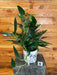 The Plant Farm® Houseplants Monstera standleyana Aurea on Moss Pole - Pick Your Plant, 6" Plant