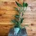 The Plant Farm® Houseplants Monstera standleyana Aurea Variegata on Moss Pole - Pick Your Plant, 4" Plant