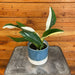 The Plant Farm® Houseplants Monstera Standleyana Variegata, 4" Plant