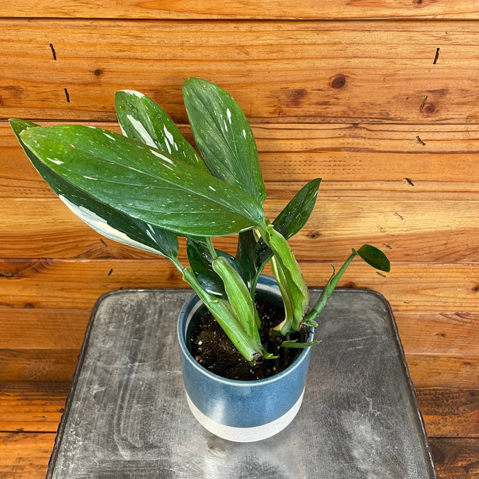 The Plant Farm® Houseplants Monstera Standleyana Variegata, 4" Plant