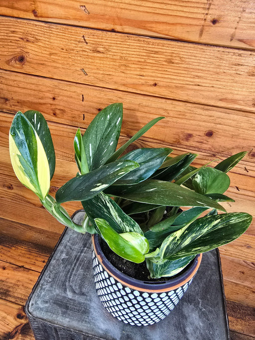 The Plant Farm® Houseplants Monstera Standleyana Variegata, 6" Plant