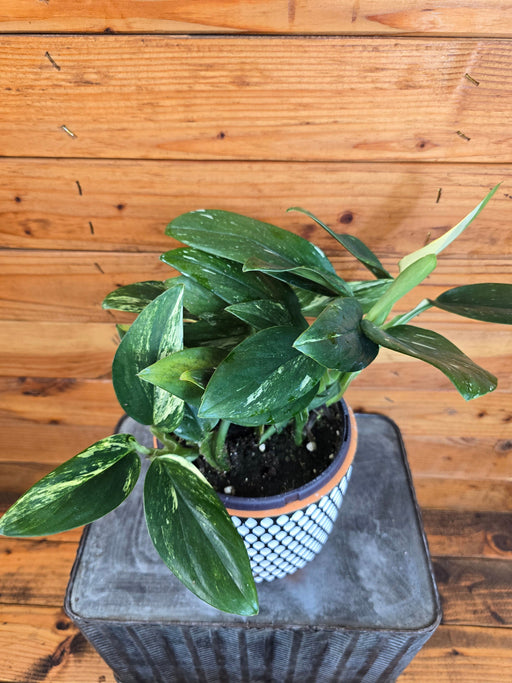 The Plant Farm® Houseplants Monstera Standleyana Variegata, 6" Plant