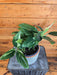 The Plant Farm® Houseplants Monstera Standleyana Variegata, 6" Plant