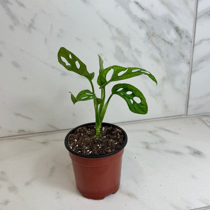 The Plant Farm® Houseplants Monstera Swiss Cheese Vine, 4" Plant