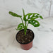 The Plant Farm® Houseplants Monstera Swiss Cheese Vine, 4" Plant