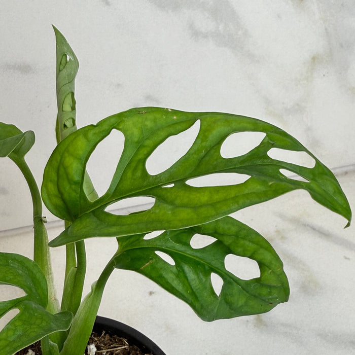 The Plant Farm® Houseplants Monstera Swiss Cheese Vine, 4" Plant