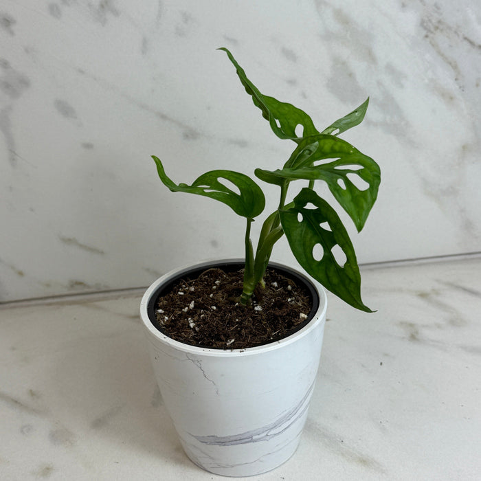 The Plant Farm® Houseplants Monstera Swiss Cheese Vine, 4" Plant