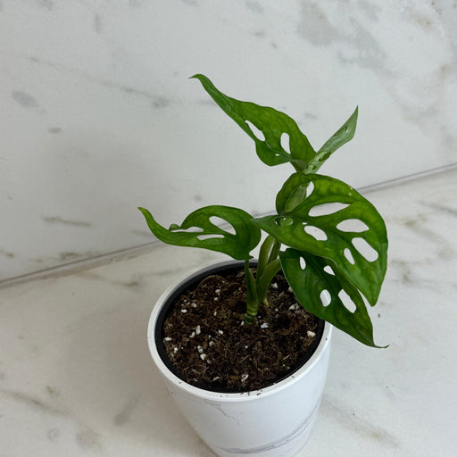 The Plant Farm® Houseplants Monstera Swiss Cheese Vine, 4" Plant