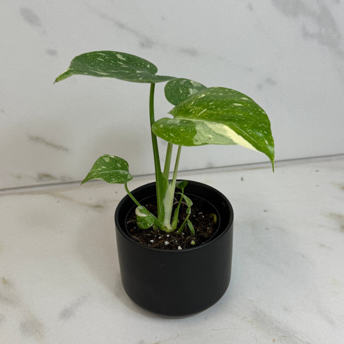 The Plant Farm® Houseplants Monstera Thai Constellation TC, 2” Plant