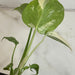 The Plant Farm® Houseplants Monstera Thai Constellation TC, 2” Plant