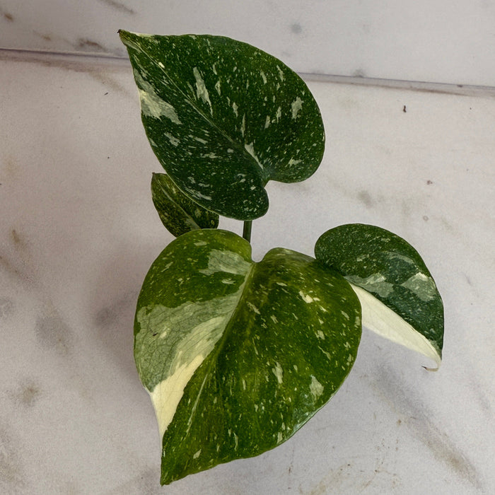 The Plant Farm® Houseplants Monstera Thai Constellation TC, 2” Plant