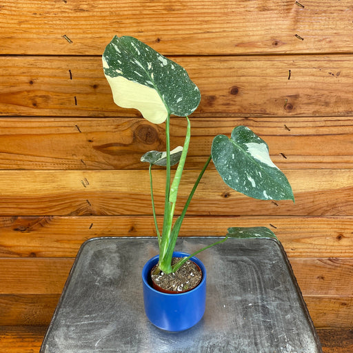 The Plant Farm® Houseplants Monstera Thai Constellation TC, 2” Plant