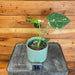 The Plant Farm® Houseplants Monstera Thai Constellation TC-Pick Your Plant, 4” Plant