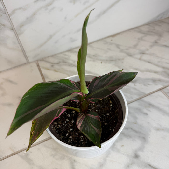 The Plant Farm® Houseplants Musa Nono Pink Variegated, 6" Plant