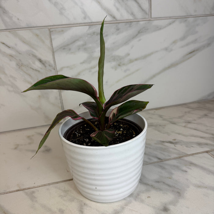 The Plant Farm® Houseplants Musa Nono Pink Variegated, 6" Plant
